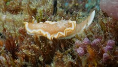 Glossodoris rufomarginata