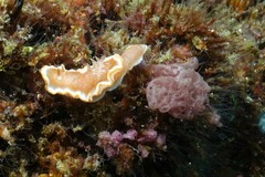 Glossodoris rufomarginata
