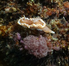 Glossodoris rufomarginata