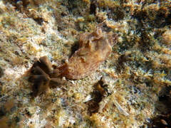 Aplysia argus