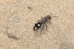 Glossotilla