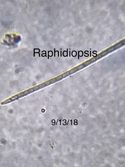 Raphidiopsis