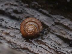 Punctum pygmaeum