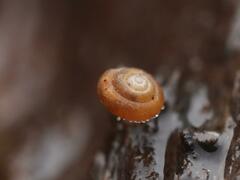 Punctum pygmaeum