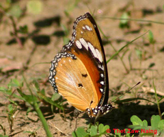 Danaus chrysippus chrysippus