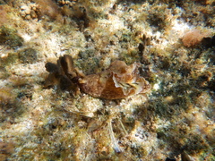 Aplysia argus