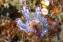 Unidentia