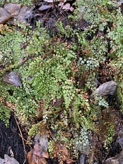 Adiantum venustum