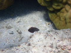 Halichoeres marginatus