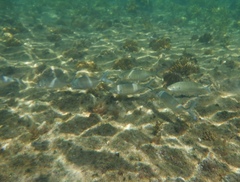 Pseudocaranx wrighti