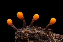 Trichia botrytis