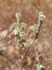Cryptantha flaccida