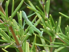 Miomantis caffra