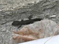 Afrogecko porphyreus