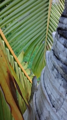 Anolis sagrei