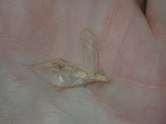 Oecanthus angustus