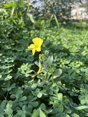 Oxalis pes-caprae