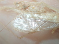 Oecanthus angustus