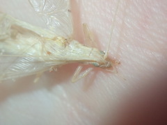 Oecanthus angustus