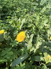 Asteraceae