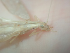 Oecanthus angustus
