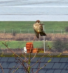 Falco tinnunculus