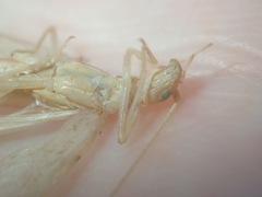 Oecanthus angustus