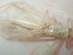 Oecanthus angustus
