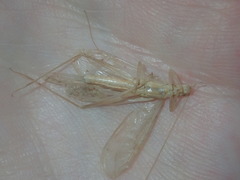 Oecanthus angustus