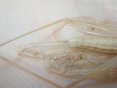 Oecanthus angustus