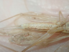 Oecanthus angustus