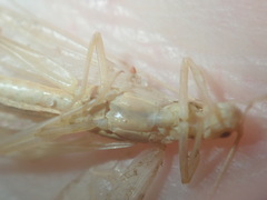 Oecanthus angustus