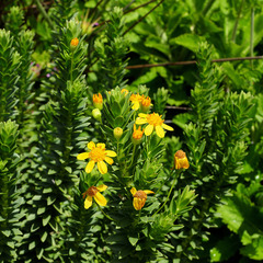 Euryops tysonii