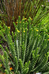 Euryops tysonii