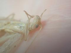 Oecanthus angustus