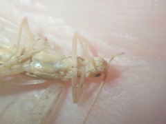 Oecanthus angustus