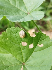 Cornu aspersum