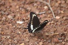 Papilio fuscus canopus
