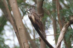 Cacomantis variolosus variolosus