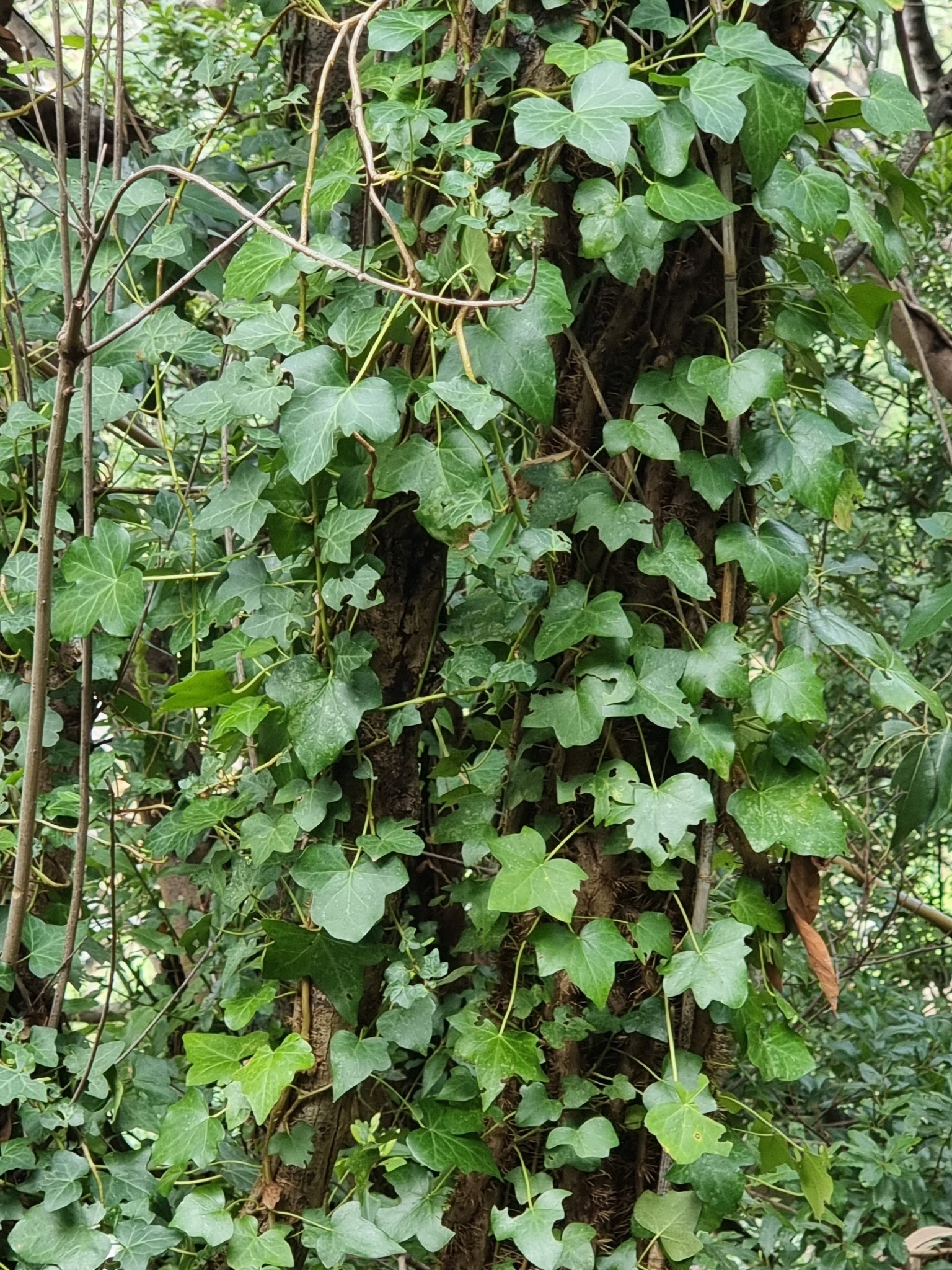kirschlorbeer wie hoch wird er Portugiesischer Kirschlorbeer - Prunus lusitanica