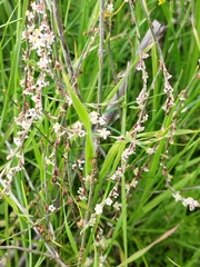 Polygonum equisetiforme