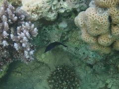 Larabicus quadrilineatus