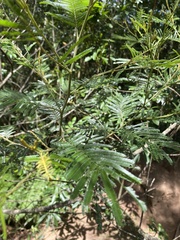 Acacia mearnsii