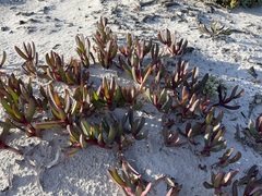 Carpobrotus quadrifidus