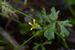 Ranunculus amphitrichus