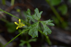 Ranunculus amphitrichus