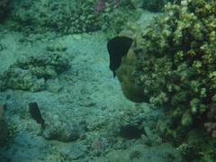 Halichoeres marginatus