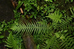 Amauropelta consanguinea