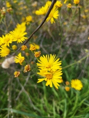 Angiospermae