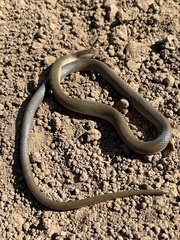 Lycodonomorphus rufulus